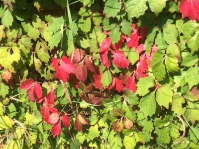 画家のアトリエに伸びる蔦も紅く…