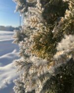 12.4〜*
  
  凛とした空気を感じる
  今朝の富良野地方
  
  上富良野の気温も-12℃まで下がりました
  
  街中の木々の樹氷がとても美しい朝
  十勝岳連峰も見惚れるような姿を眺める事ができます
  
  ふらのグリル
  昨日、一昨日と
  コース料理や
  法要の後の食事会など
  たくさんのご予約をいただいておりました
  ご利用下さったお客様ありがとうございます
  
  本日はゆるりと通常通りの営業です
  
  お車ゆっくりとお気をつけてお越し下さい
  お待ちしております〜*
  
  ・
  ・
  ・
  
  #上富良野 
  #富良野
  #美瑛
  #中富良野
  #北海道
  
  #氷点下
  #樹氷
  
  #後藤純男美術館 
  #ふらのグリル 
  
  #富良野ランチ
  #上富良野ランチ
